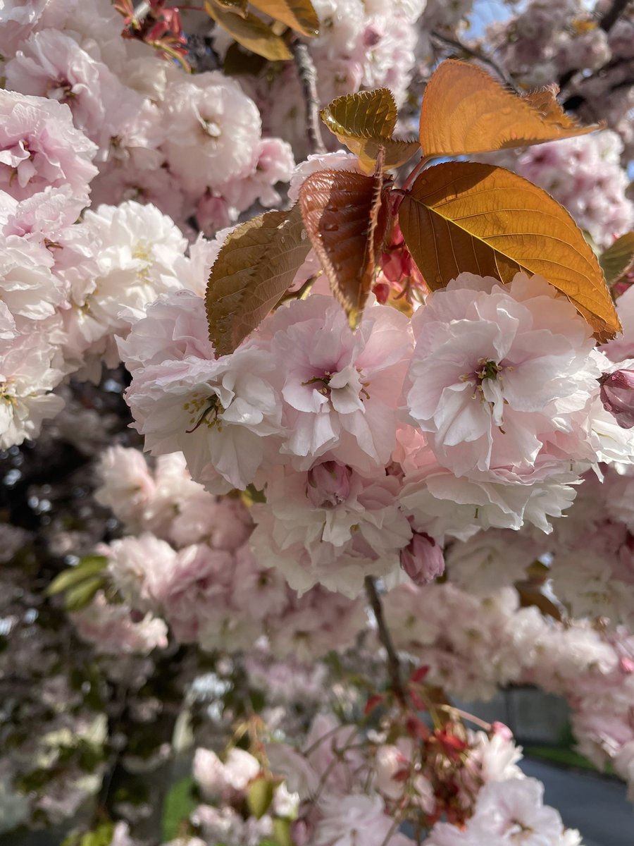 TG4TV's tweet photo. Crann Siliní 🌸🌸🌸

📸 @yov_harrison09 https://t.co/Og7QPylu7M