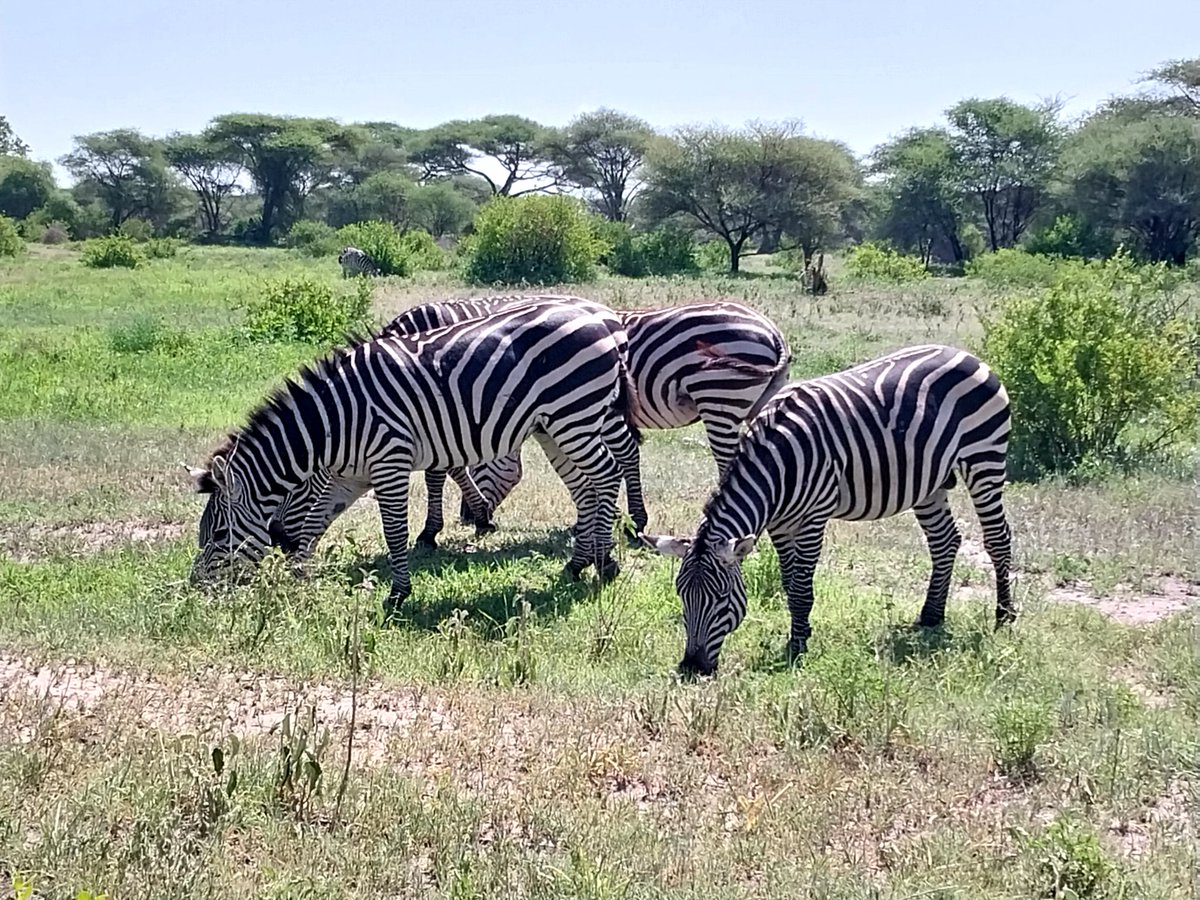 EsterJulius9's tweet photo. It's interesting when you see animals in their natural environment, almost like a tour with me to see wild animals in a real environment and not in a zoo. I love wild animals. Tarangire national park Tanzania 🇹🇿. https://t.co/APvI8XMoQ7