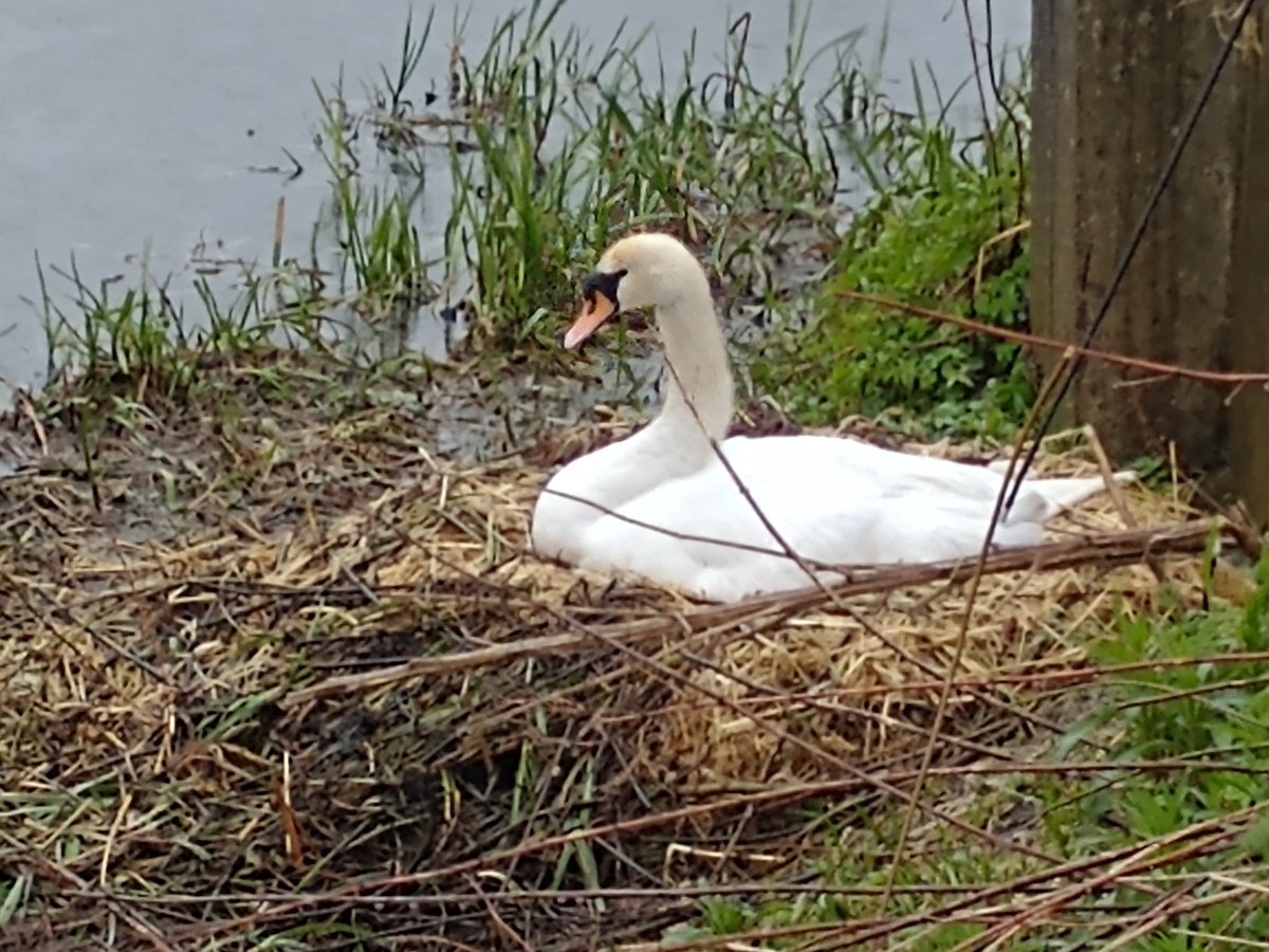 CasCa22222's tweet photo. Wet Sunday walk. First swan's nest of the year. Also saw a sparrowhawk and coot nest. @LincolnSwans #RiverWitham https://t.co/AznTAYoqJn