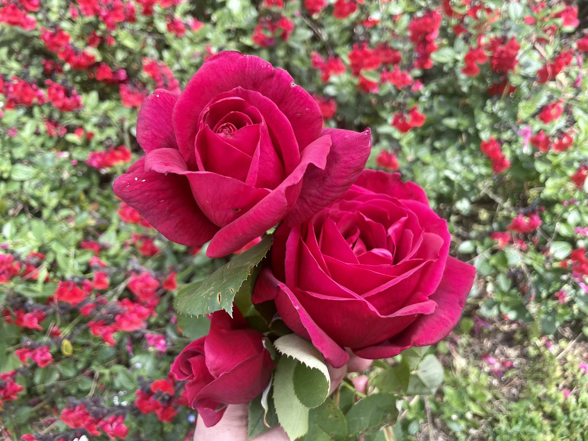 ToporMarcela's tweet photo. Avui el nostre jardí ens ha regalat aquestes magnífiques roses, i les compartim amb vosaltres. Que acabeu de passar un feliç Sant Jordi! https://t.co/8X4lpPk73x
