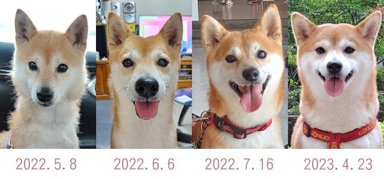 579I010's tweet photo. 我的柴犬女兒一年來的變化 https://t.co/VZaZVVQT04