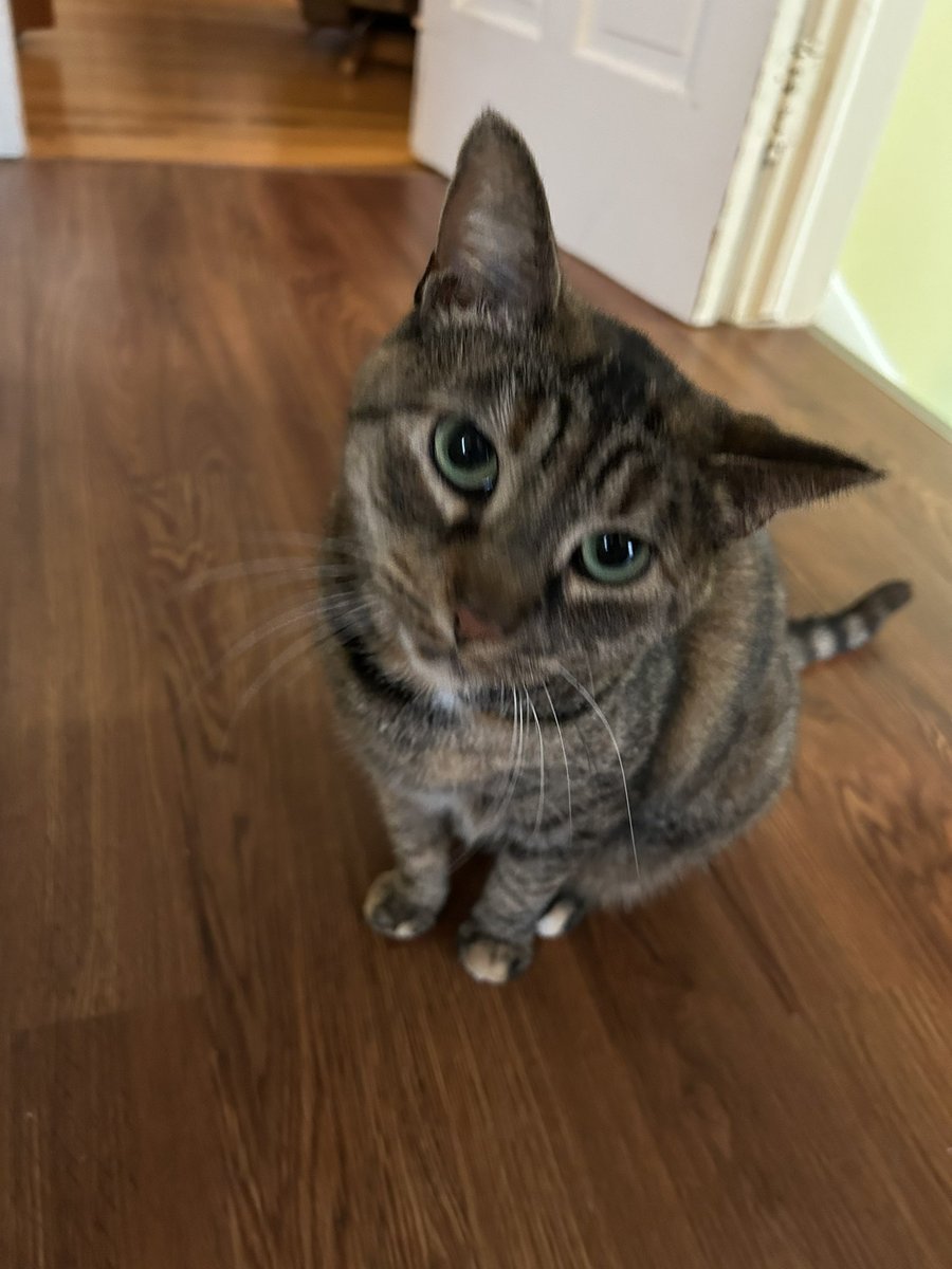 fishon914's tweet photo. When your sister isn’t allowed to have any of the toys #pippasworld #mooch https://t.co/rj2MQFsjcj