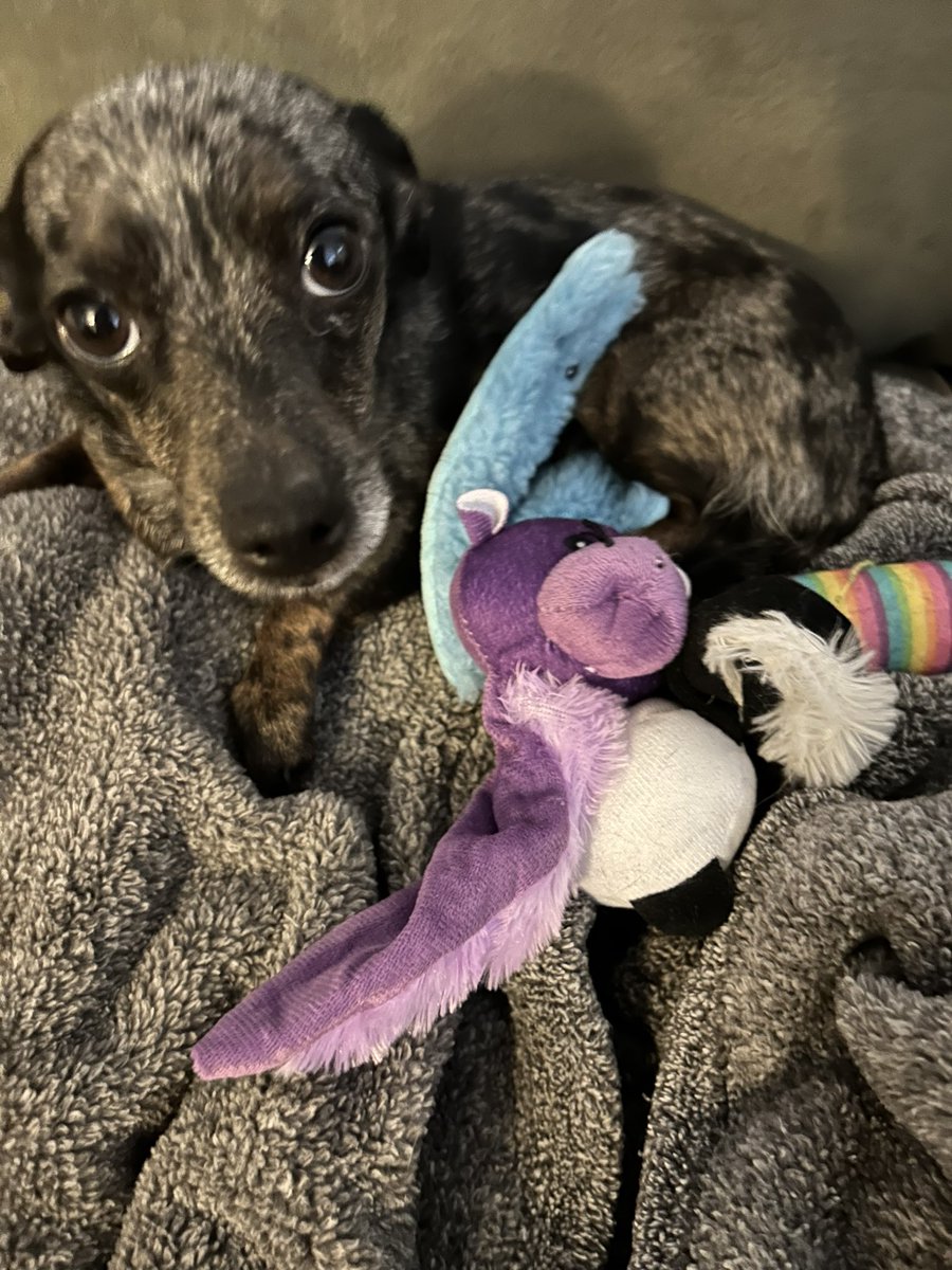 fishon914's tweet photo. When your sister isn’t allowed to have any of the toys #pippasworld #mooch https://t.co/rj2MQFsjcj