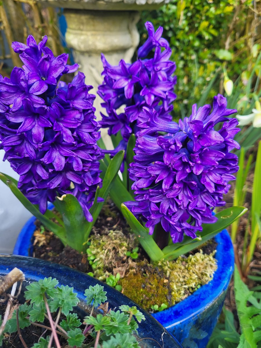 When life's stresses overwhelm you, it's time to hang out with the Hyacinths & inhale deeply! 💜🌱 #naturalstressreliever #plantsmakemehappy #powerofsmell #fivesenses #planttherapy