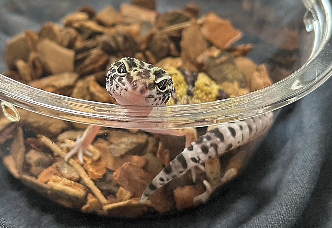 REPTILE PARKさんの爬虫類くじで
娘が2等当てて
雌レオパ（ハイイエロー）をお迎え

想定外でしたが
こういうのは運命的な物を感じます

めんそーれー‼︎

#reopardgecko
#ヒョウモントカゲモドキ