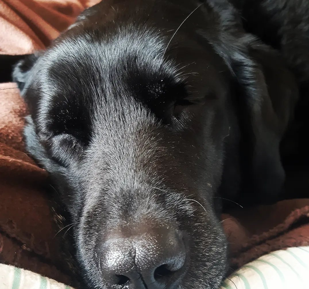 suttylass's tweet image. Happiness starts with a wet nose and ends with a tail ❣
#sundayafternoonvibes #wetnose #labradorable #dogquotes