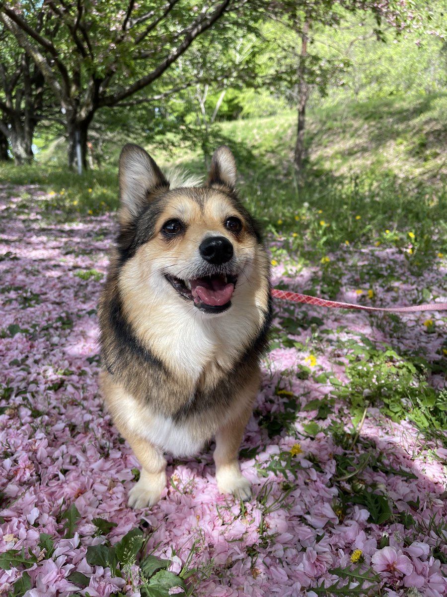 ぽれぽれ動物 パグ/ダックス黒/ダックス白/チャウチャウ/ブルドック/チワワ - ディベルティーレ（Divertire）ファッション・雑貨・インテリア  セレクトショップ Thanks mama わんこb パネル生地（コーギー？・ポメ・ダックス・パグ）, image size:900x1200