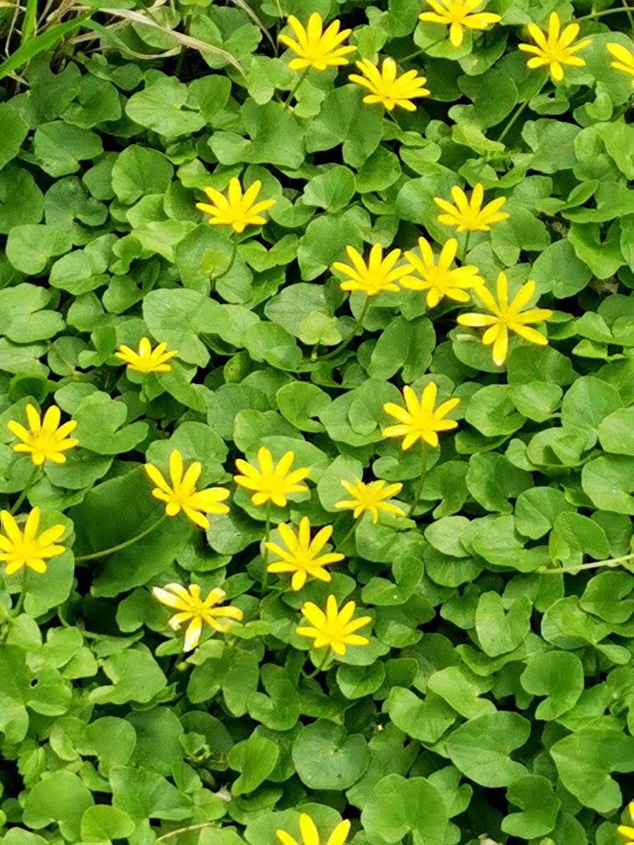 paniEMES's tweet image. Chwilę przed pierwszymi kroplami deszczu...
#po_mojemu
#dwr