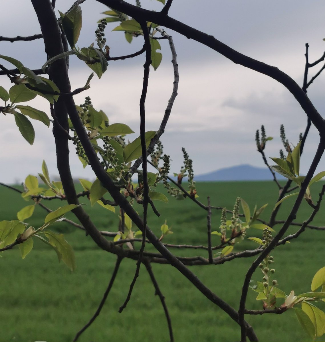 paniEMES's tweet image. Chwilę przed pierwszymi kroplami deszczu...
#po_mojemu
#dwr