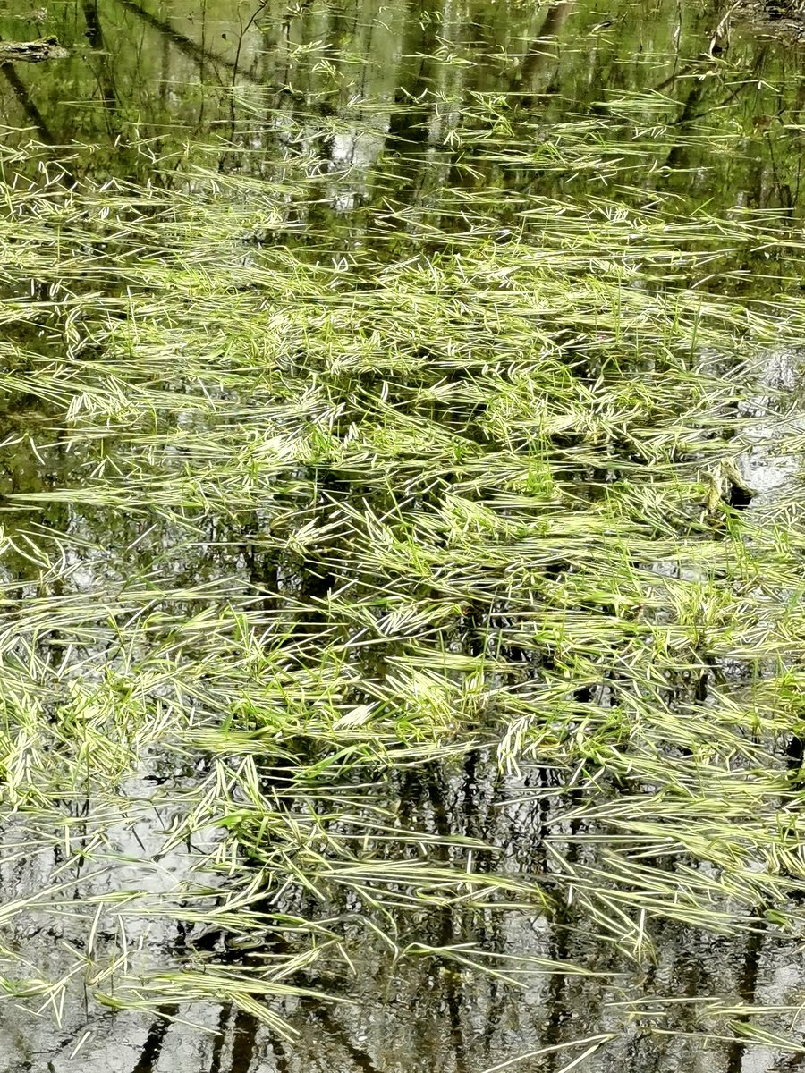 paniEMES's tweet image. Chwilę przed pierwszymi kroplami deszczu...
#po_mojemu
#dwr