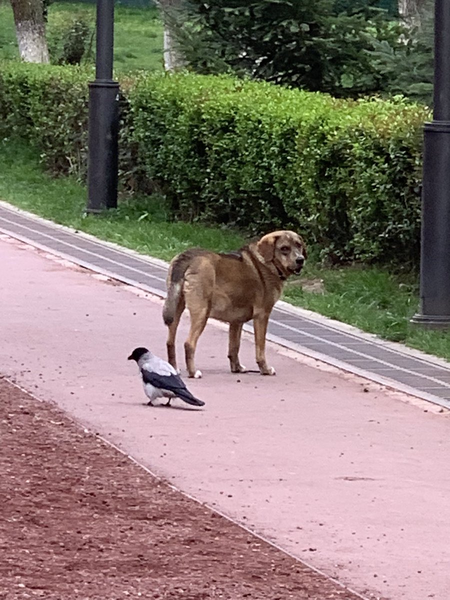 представляю вам сладкие булки Тбилиси