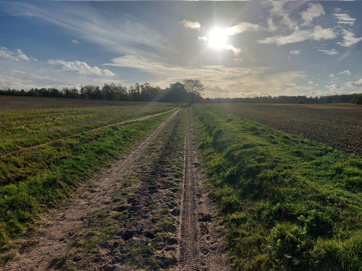 JKingLion23's tweet photo. Achterhoek, fijne dag verder. Minder op  twitter inhaalslag maken op het land, dus lange dagen.
Bovendien heeft de overheid besloten dat alle aardappels ( zandgrond ) er voor 1 okt gerooid moeten zijn, anders boete stikstof 2024 😡😡😡😡😡
Good Goan 👊👊👊👊👊👊 https://t.co/Hi2wEwa8ZM