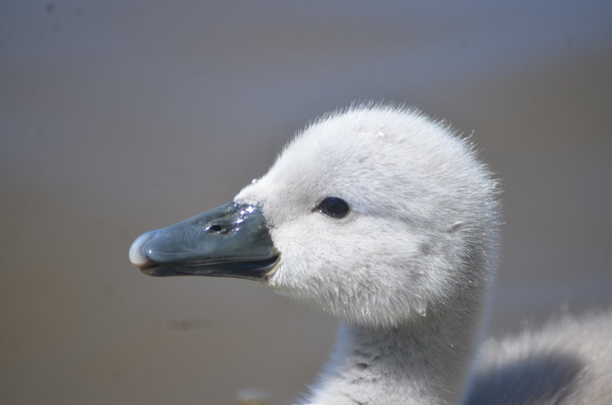SwanwatchUk's tweet photo. We start the #swanwatchuk mute swan #Cygnets count for 2023 #Spring #Swansnest
With Staffordshire kicking off the season, followed by
Westmidlands in Secord Place. https://t.co/ER2bII134l