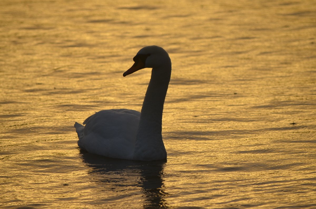 SwanwatchUk's tweet photo. The #swanwatchuk mute swan Nest count for 2023 now stands at 262 #swansnesting so far #Spring #Swansnest
56 Cheshire mute swans nests logged so far. https://t.co/1D7irDopSR