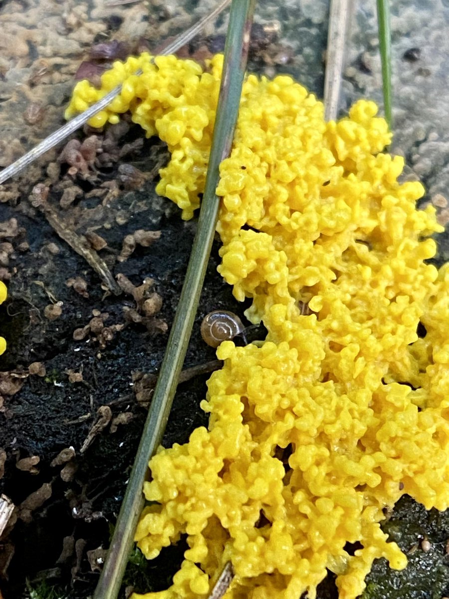 fun_g4l's tweet photo. 🐌💛
#MushroomOfTheDay
#SlimeMoldSunday https://t.co/cJJ7cvoZCg