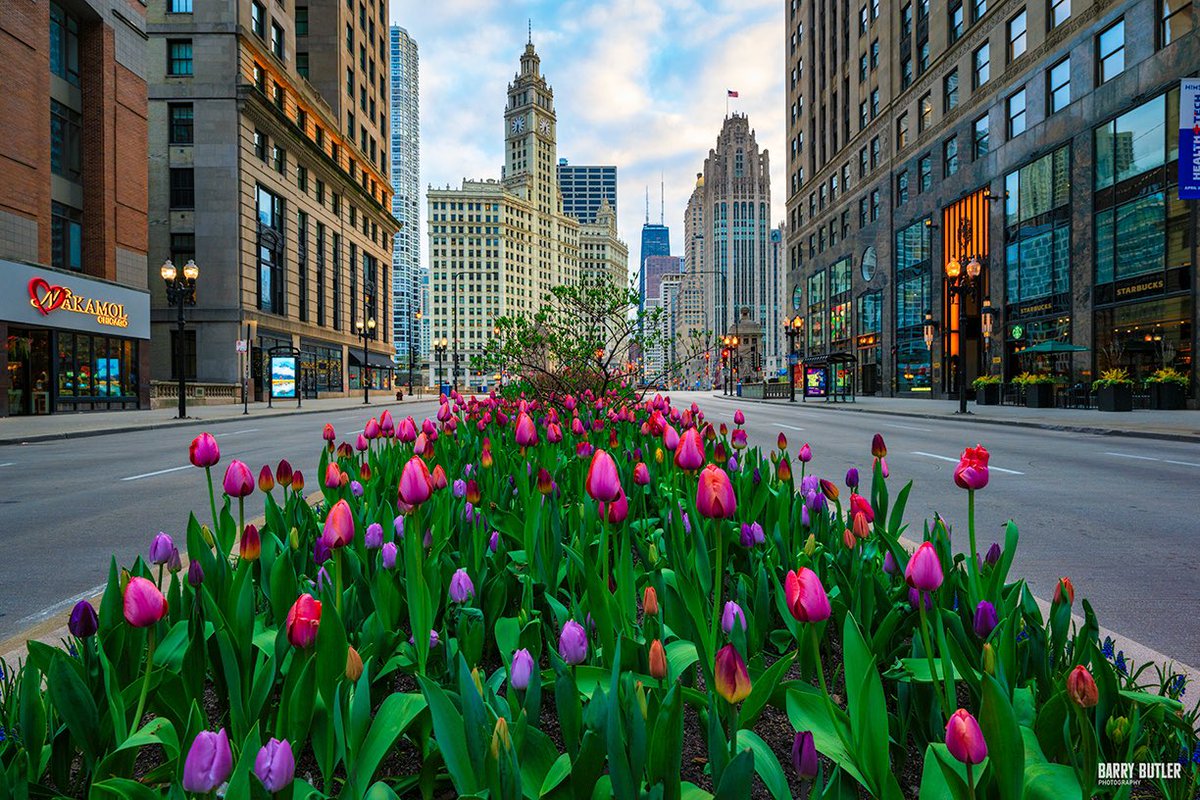Today in the Tulips.   This morning on Michigan Avenue in Chicago.  #weather #news #ilwx #spring #chicago