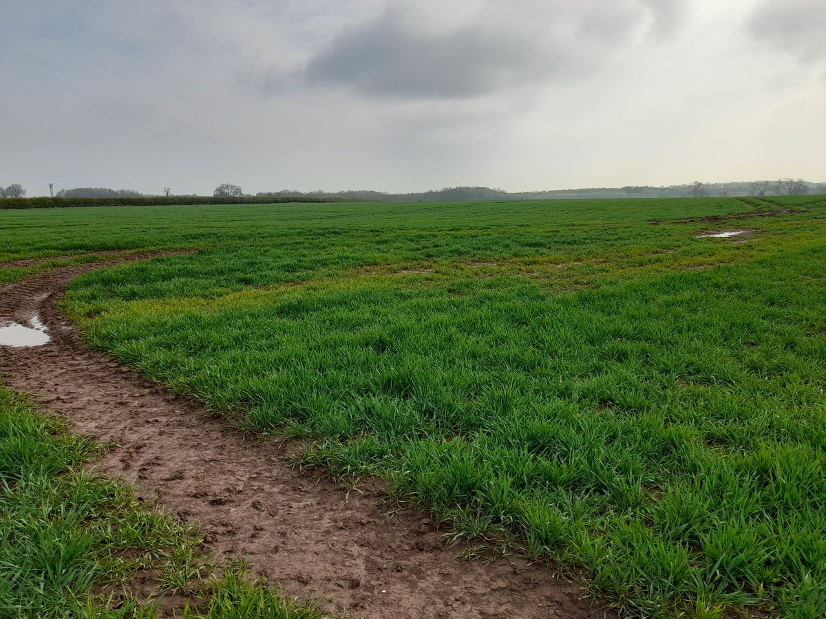 PROT_DISEWORTH's tweet image. Productive wheat fields doing what they should be doing. #selfsustainability #foodpoverty #protectdiseworth 
What say you @EMA_Airport @EMidsFreeport @NWLeics_CEO @LeicsCountyHall are sheds more important?