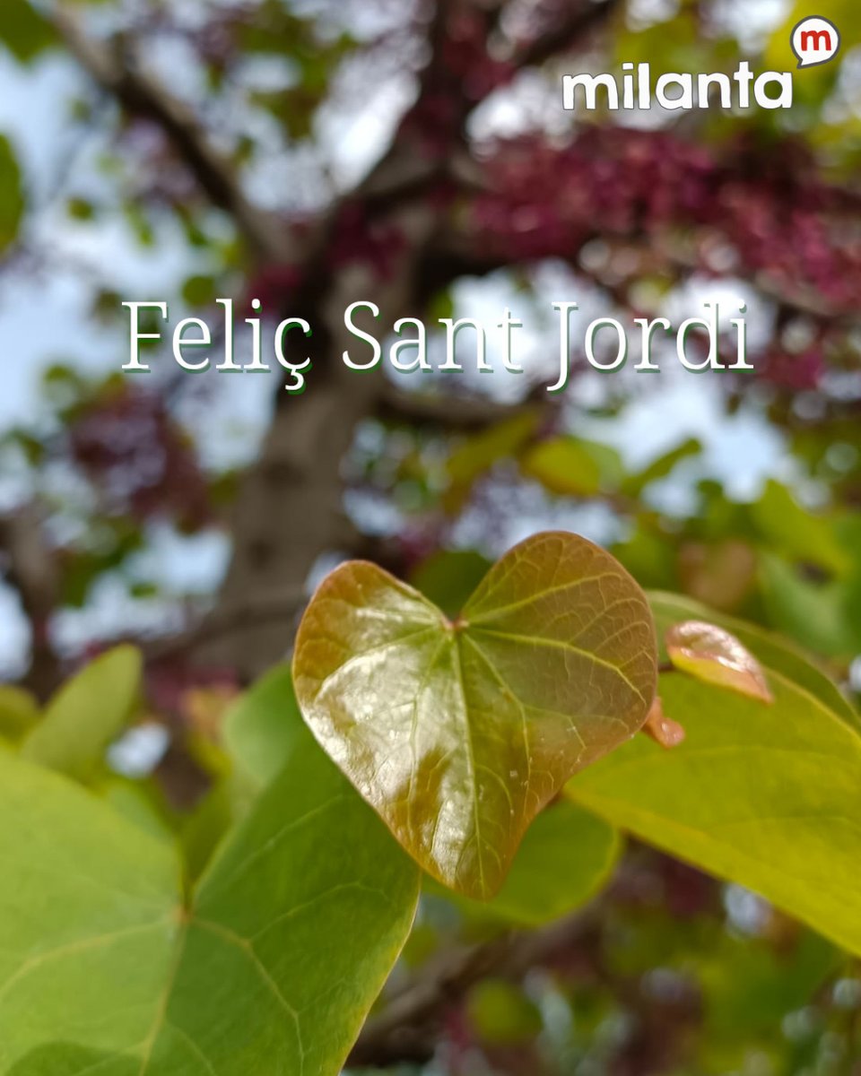 🌹📖❤️ L'arbre de l'amor o arbre de Judea (Cercis siliquastrum) Té les fulles en forma de cor, d'on obté un dels seus noms comuns, arbre de l'amor.🌹📖❤️

#SantJordi #DiaDelsEnamorats #ArbreDeLAmor #ReNaturalització #SalutGlobal #CuidemElPlaneta #Sostenibilitat #CanviClimàtic