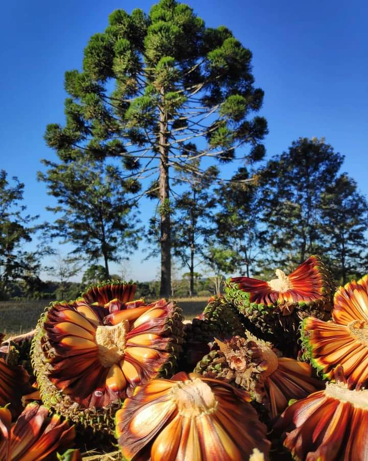 mirianebarbosao's tweet photo. Bom dia Brasil, Já conhece o Pinhão do sul do Brasil? Vem desta árvore, Gratidão Brasil 😍😍😍 #pinhao #riograndedosul #pinha #serragaucha https://t.co/xHY5OxbMM1