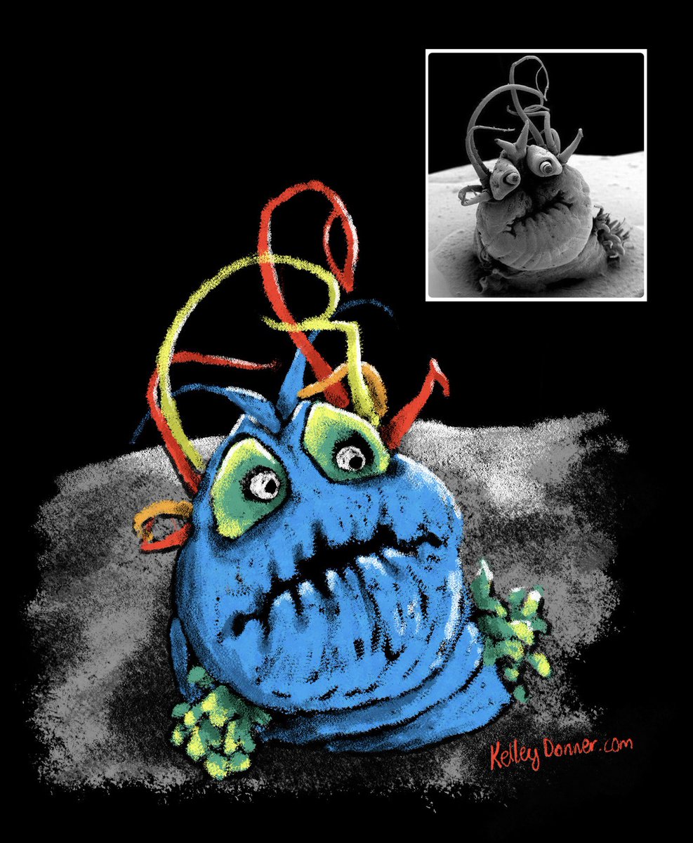kelleydonner's tweet photo. @microscopicture @NoMoreToLose1 This guy just begs to be drawn and would make such a great character. https://t.co/PFOOyxsvLD