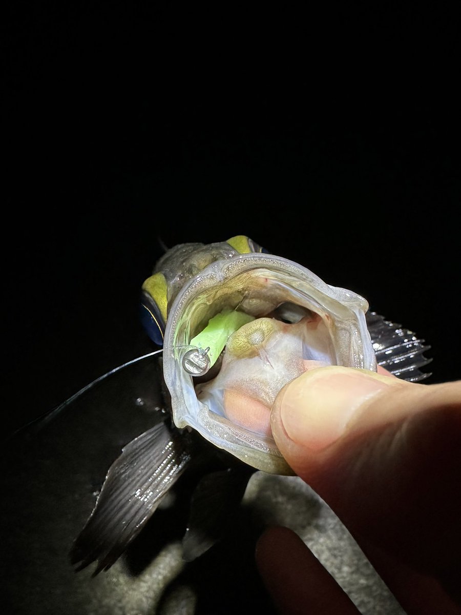 KCW_Kinopy's tweet photo. 現在開発中のプロトワームにてメバルの釣果報告いただきました！
釣れないはずがない、あとは「使いやすい」かどうかのテストです👍
#KinopyCraftWorks
#名もなきプロトワーム https://t.co/7h3vz0dDyC