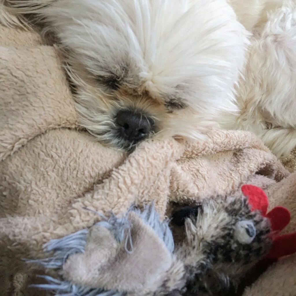 paulsimonwest's tweet photo. Such a busy little girl. Life's exhausting 😫😔 https://t.co/wQHUi87A4k https://t.co/yIfsU0S4AC