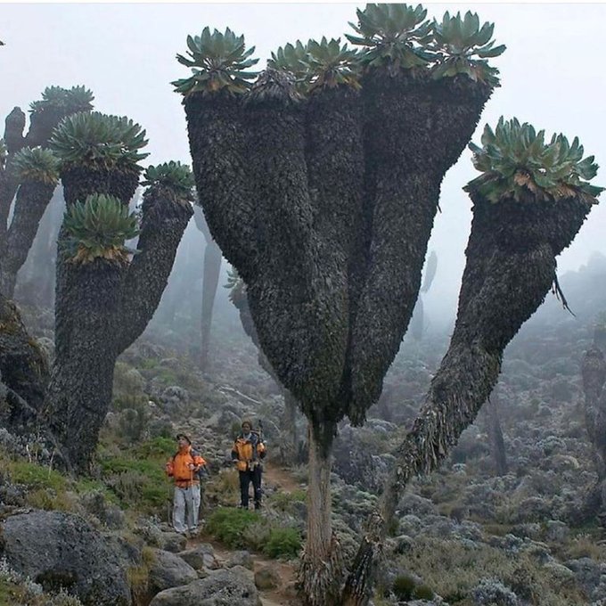 Rainmaker1973's tweet photo. Dendrosenecio kilimanjari is a giant groundsel found atop Mount Kilimanjaro in Africa. The giant grounsels of the genus Dendrosenecio evolved, about a million years ago, from a Senecio that established itself on Mount Kilimanjaro 

[read more: https://t.co/241DUWtKho] https://t.co/DqZMYIVlaX