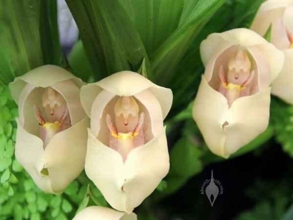 The orchid species overall produces many amazing flowers but probably none is more so than the Anguloa Uniflora which has flowers that resemble swaddled babies 

[read more: buff.ly/2tvLypf]