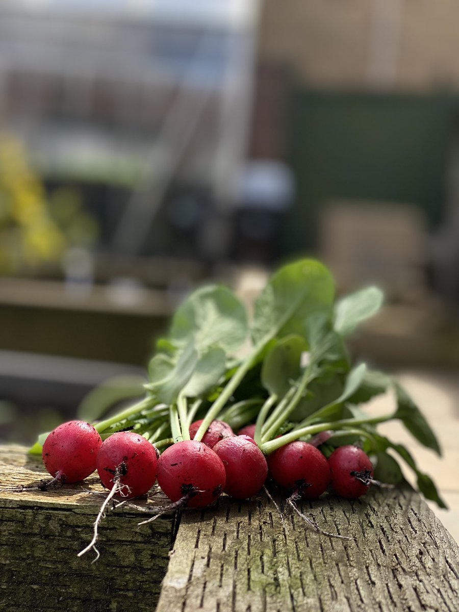 So proud of these home grown #Radish 

#eatyourgreens
#veggiesrock
#veggiepower
#healthyveggies
#vegetarianlife
#plantbaseddiet
#freshveggies 
#eatmorevegetables
#veggiesarelife
#veganfoodshare
#vegetablelove
#veggieinspiration