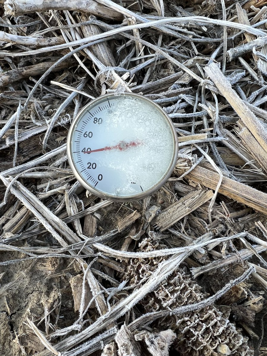 If my corn that I have planted survives this I want someone to tell me why we even worry about soil temperature to plant?