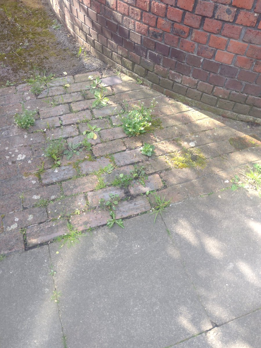 LouiseLev3's tweet photo. @Royal_Greenwich when are the awful pavement weeds on gallon close se78sy going to be treated? Been reported by several residents and even via fixmystreets yet nothing is done. They should be treated 3 times a year we are lucky to get them treated once a year! https://t.co/gKzGQTumjs