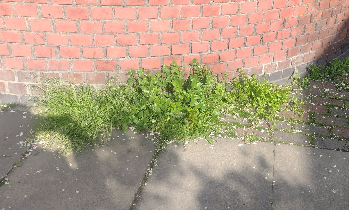 LouiseLev3's tweet photo. @Royal_Greenwich when are the awful pavement weeds on gallon close se78sy going to be treated? Been reported by several residents and even via fixmystreets yet nothing is done. They should be treated 3 times a year we are lucky to get them treated once a year! https://t.co/gKzGQTumjs