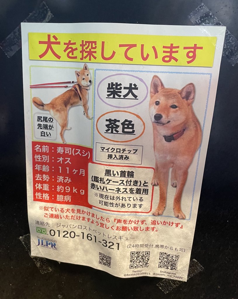 モーちゃん見つかりました! tweet media