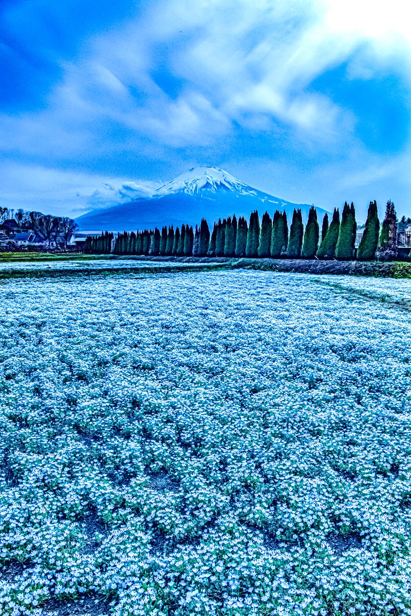 ネモフィラと富士山の青い世界が美しい週末でした💠 週末お疲れ様。また一週間がんばりましょう！