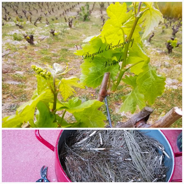 CarlosPagolaEno's tweet photo. Preparando Equisetum... y nos queda una luna llena,a rezar ateos 🤞🏻

#casapagola #bodegaboutique #enoturismo #rioja #ardoa #vinopremium #enoturisme #ilovewine #authorwine #laRioja #Wein #Weingut #viñedo #enoturismoenfamilia #ecológico https://t.co/tFE4ovb78p
