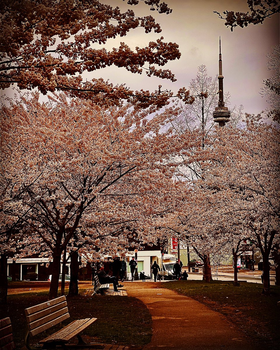 MarinaPiccioni's tweet photo. A photo a day for 2023
112 - 365

#cherryblossom #sakura #spring #japan #flowers #nature #cherryblossoms #photography #cherry #love #pink #blossom #art #thevamps #naturephotography #kirschbl #flower #riverdale #connorball #jamesmcvey #tristanevans #travel #photooftheday https://t.co/Sg1TFV2pgk