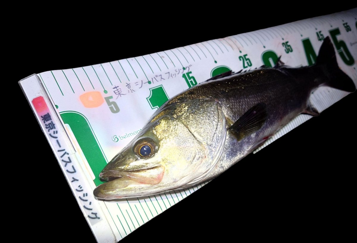FishingCanal's tweet photo. 今日の釣果(*´Д｀*)
1キャッチ2バラし(ﾟДﾟ)

#シーバス
#東京湾奥
#バチ抜け https://t.co/hZmdSWDzZk