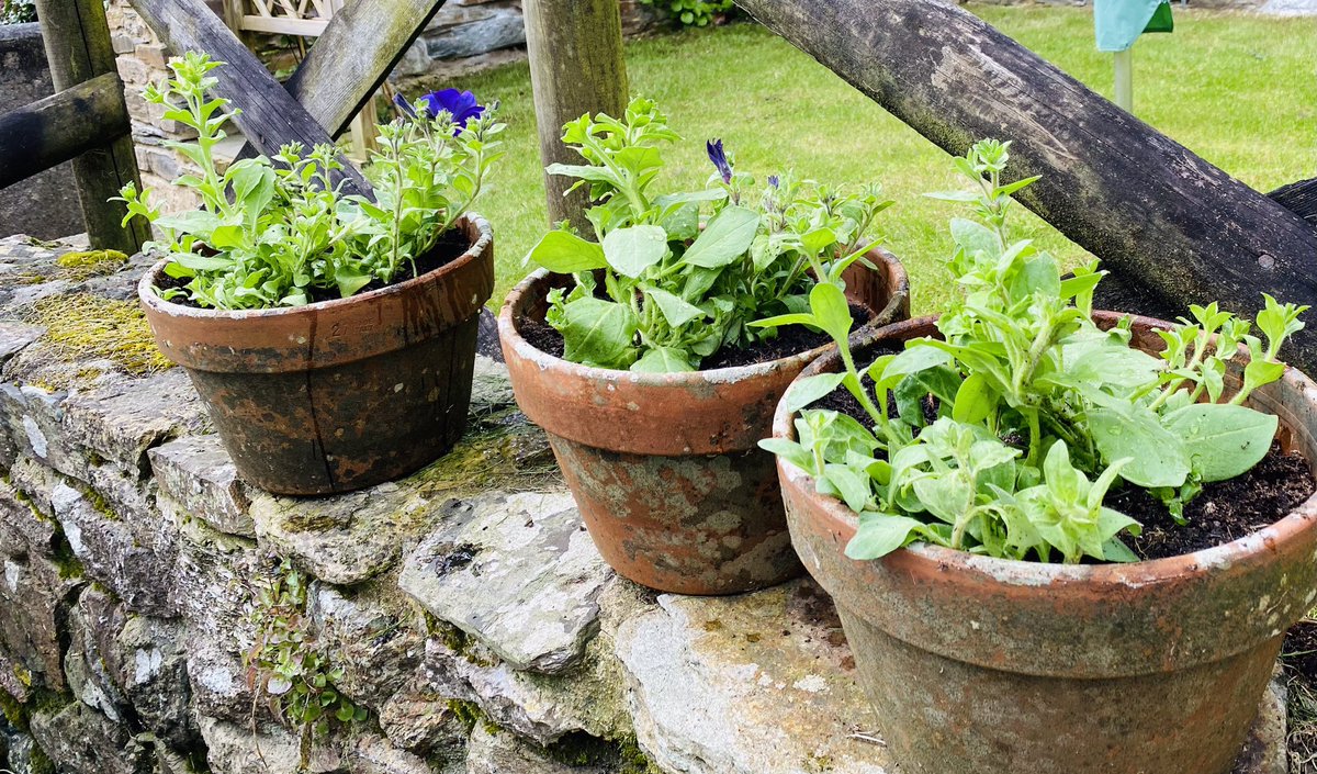 TeresaDriscoll's tweet image. Yay! Just got the pots planted up before the rain…
#lucky #goodtiming #garden
