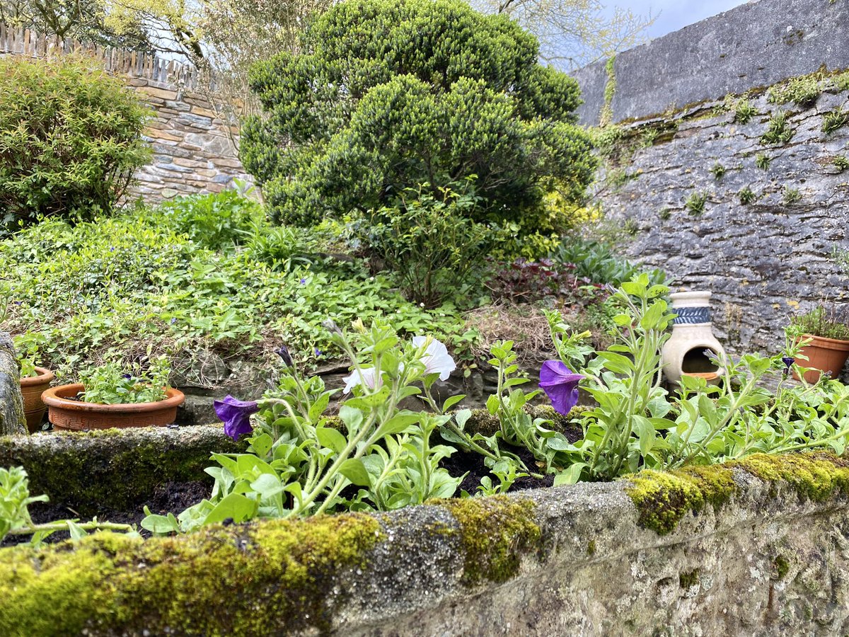 TeresaDriscoll's tweet image. Yay! Just got the pots planted up before the rain…
#lucky #goodtiming #garden