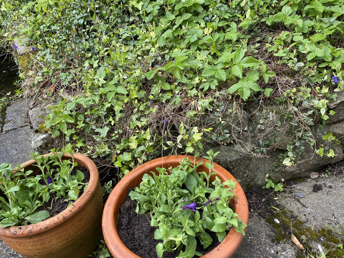 TeresaDriscoll's tweet image. Yay! Just got the pots planted up before the rain…
#lucky #goodtiming #garden