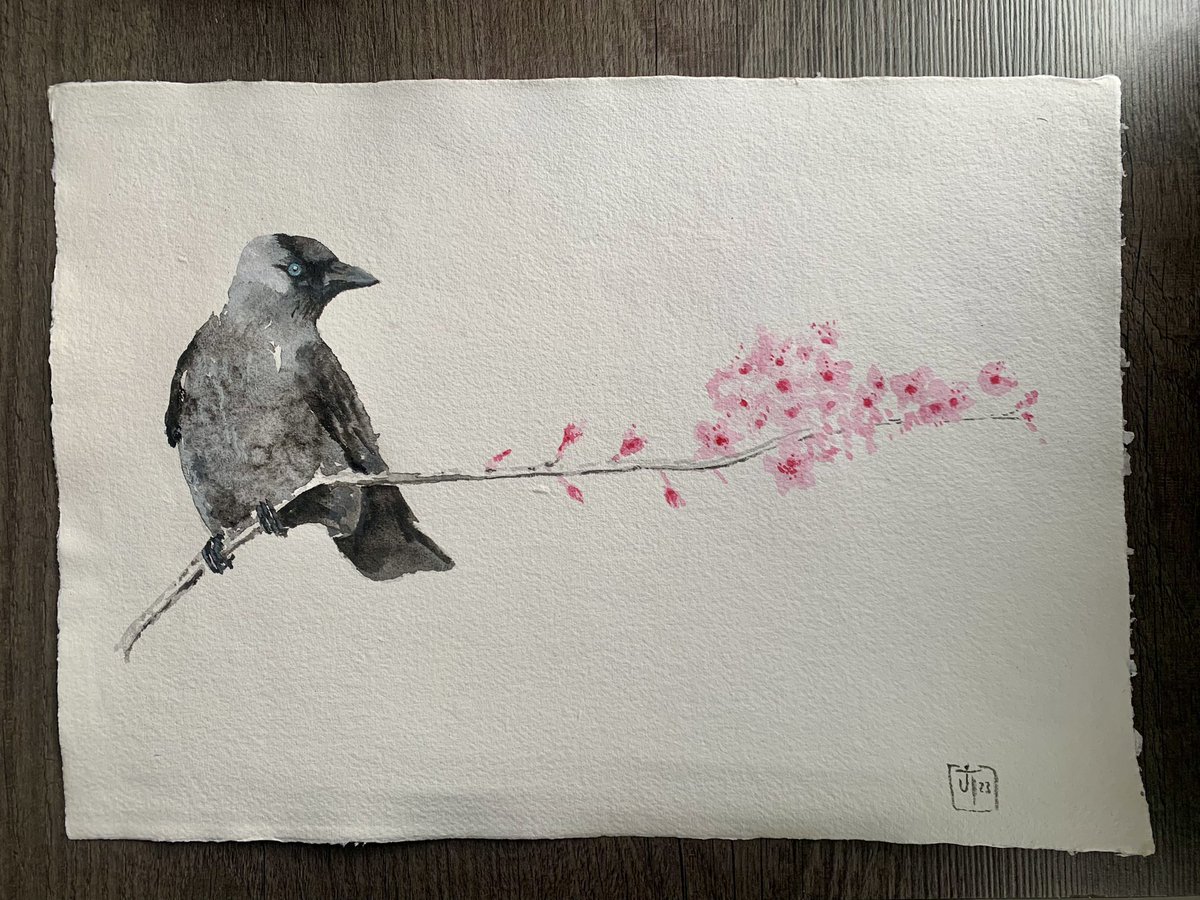 ‘Blossom”….. Jackdaw study on #handmadepaper with #cherryblossoms #birdart @swlanaturaleye