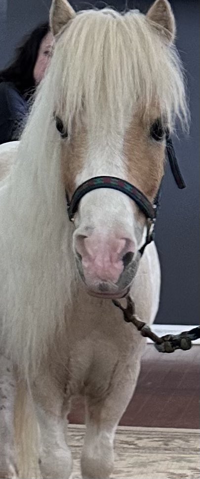 ConnectionFoCo's tweet photo. Melissa Cammack, LPC and Stacey Edwards of Special Equestrians facilitated a Wellness Workshop hosted by The Connection. The forum focused on Trauma, Compassion, Equine Therapy and healing.
#theconnectionforsyth @sycamorepsychotherapy @SpecEquestofGA #mentahealth https://t.co/JF7bJ14pw6
