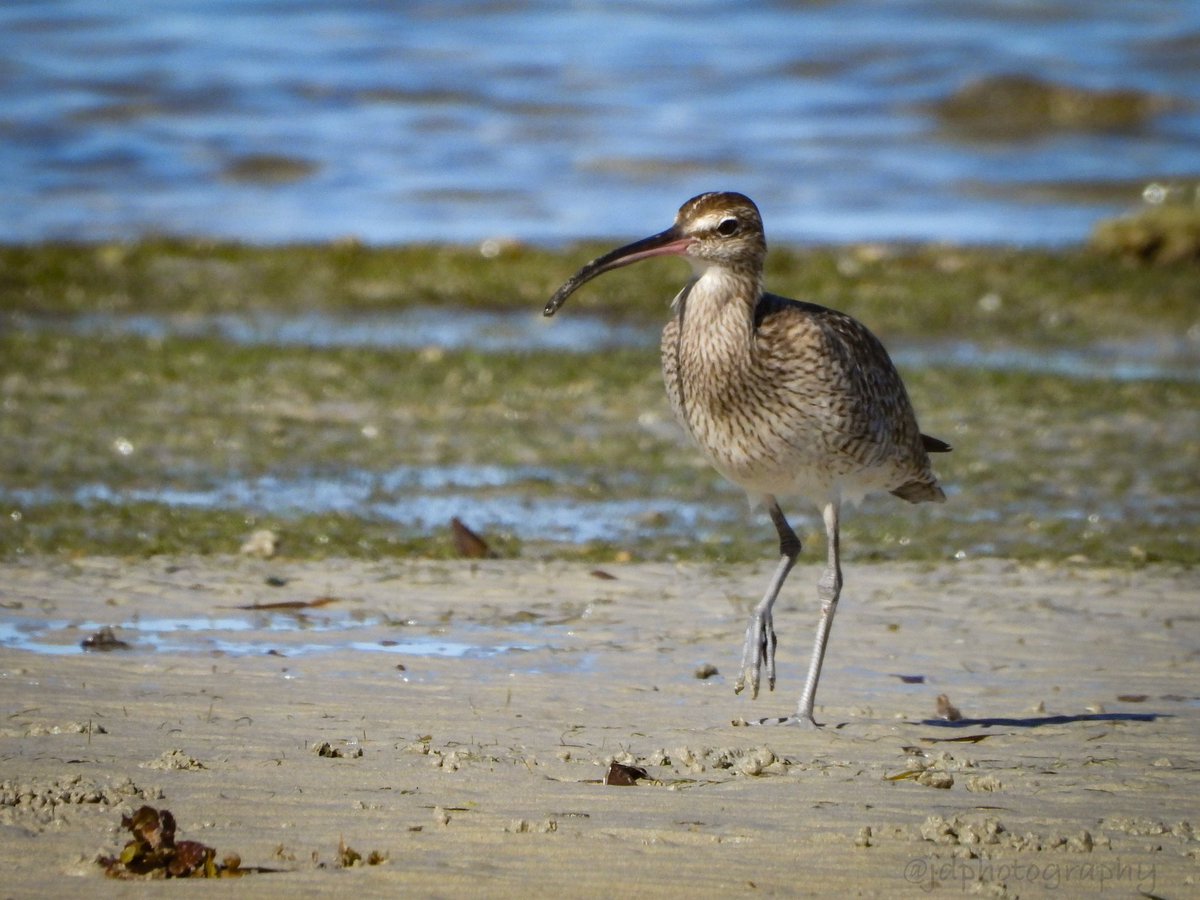 ElNidoArtcafe's tweet photo. Just a little delayed for the #Earthday and the World Curlew day, but thatβs so very okay.
Bristle Thighed Curlew
@PloningJ Photo
#bristlethighedcurlew #worldcurlewday #birdsofelnido #philippinebirds #curlew https://t.co/6oDD3DTsxY