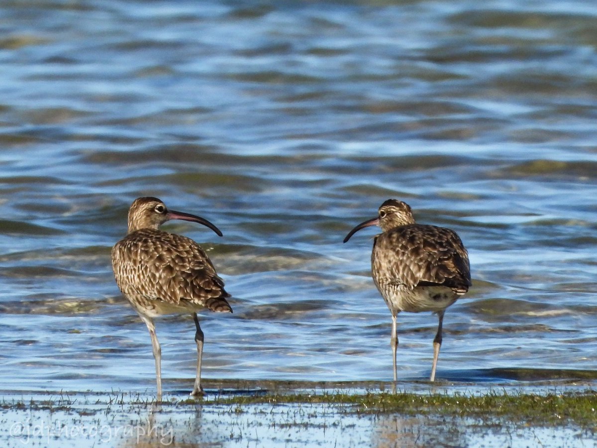ElNidoArtcafe's tweet photo. Just a little delayed for the #Earthday and the World Curlew day, but thatβs so very okay.
Bristle Thighed Curlew
@PloningJ Photo
#bristlethighedcurlew #worldcurlewday #birdsofelnido #philippinebirds #curlew https://t.co/6oDD3DTsxY