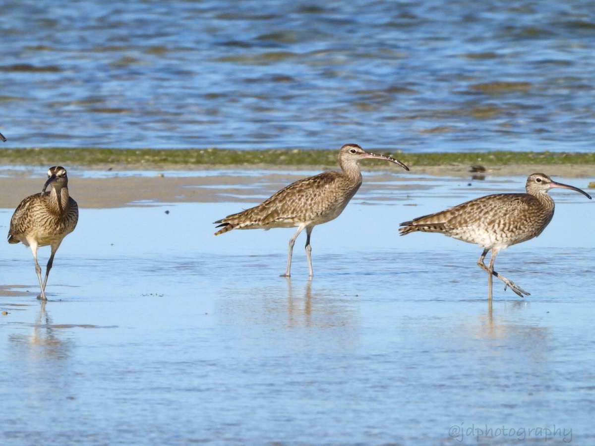 ElNidoArtcafe's tweet photo. Just a little delayed for the #Earthday and the World Curlew day, but thatβs so very okay.
Bristle Thighed Curlew
@PloningJ Photo
#bristlethighedcurlew #worldcurlewday #birdsofelnido #philippinebirds #curlew https://t.co/6oDD3DTsxY