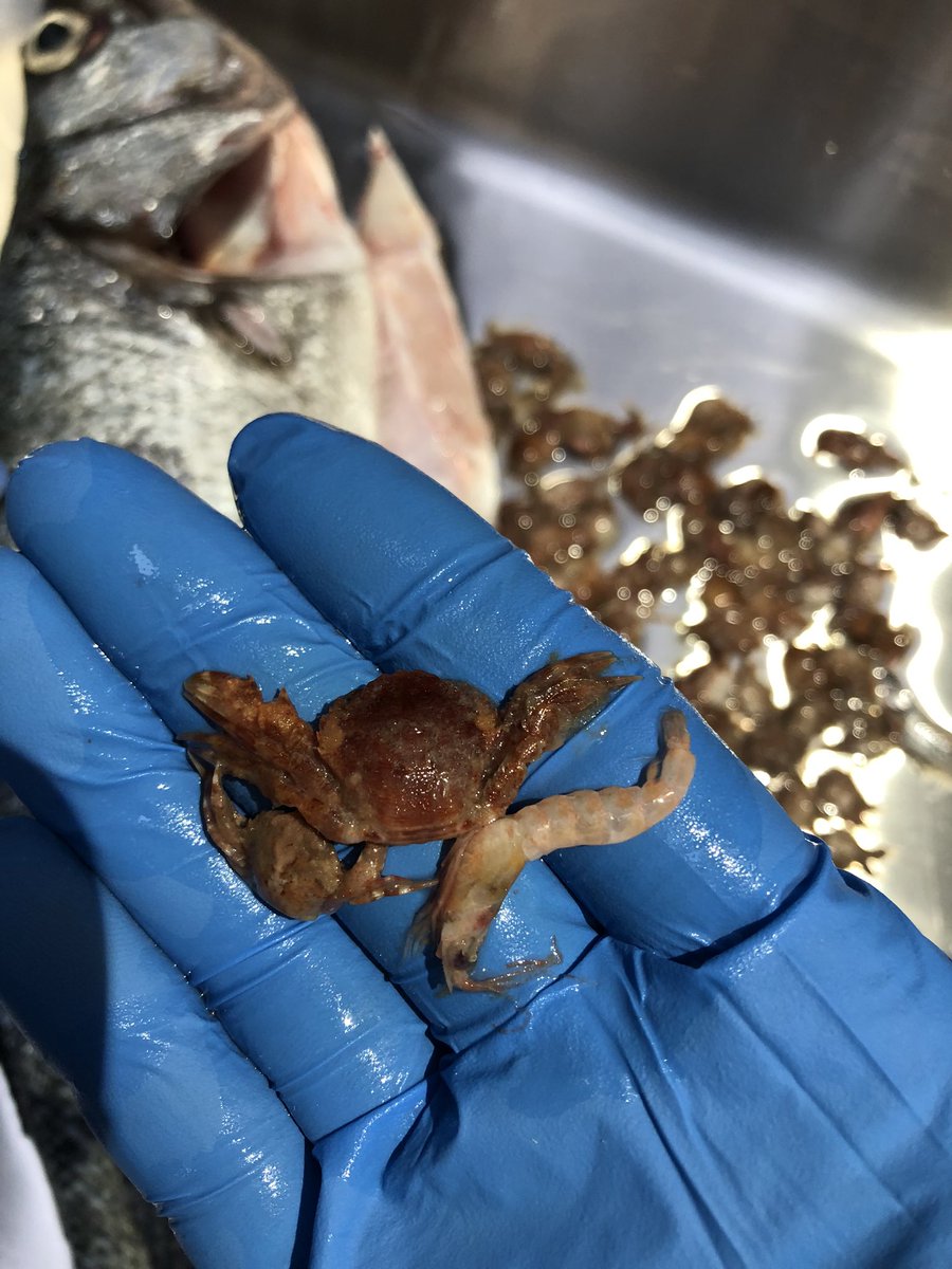 ヒラスズキのお腹は甲殻類でパンパン。

こんなスズキは初めて。
味も気になるところ。
2日は寝かせよう