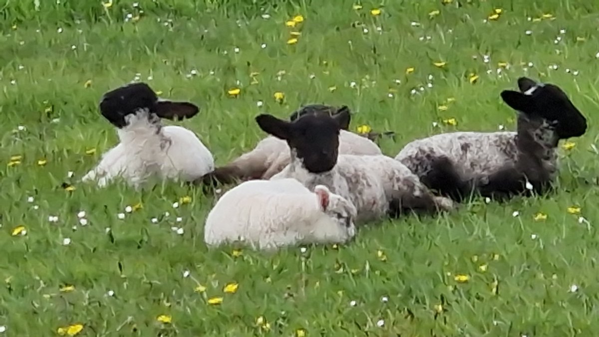EileanIdhe's tweet photo. Walking along the road on Iona is never dull, plenty to see, enjoy &amp; appreciate...! #lambs #argyll #nunneryruins #dandelions #feedthebees #savethebees #helpthepollinators #bees 
#savetheplanet #islandlife 
🌏💛🧡❤️🐝 https://t.co/u2UENbxSRt