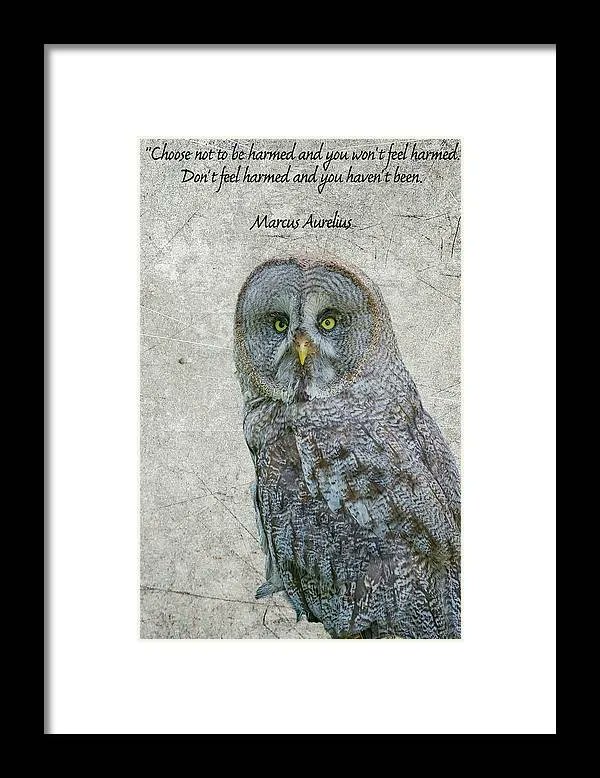 Great Gray owl Framed Print buff.ly/3owx9bv By buff.ly/3i3uCm2  #fineart #WallArt #homedecor #LoveArt #AYearForArt #BuyArtNotCandy #photography #SpringForArt #great #owl #GrayOwl #philosophy #MarcusAurelius #quoteoftheday