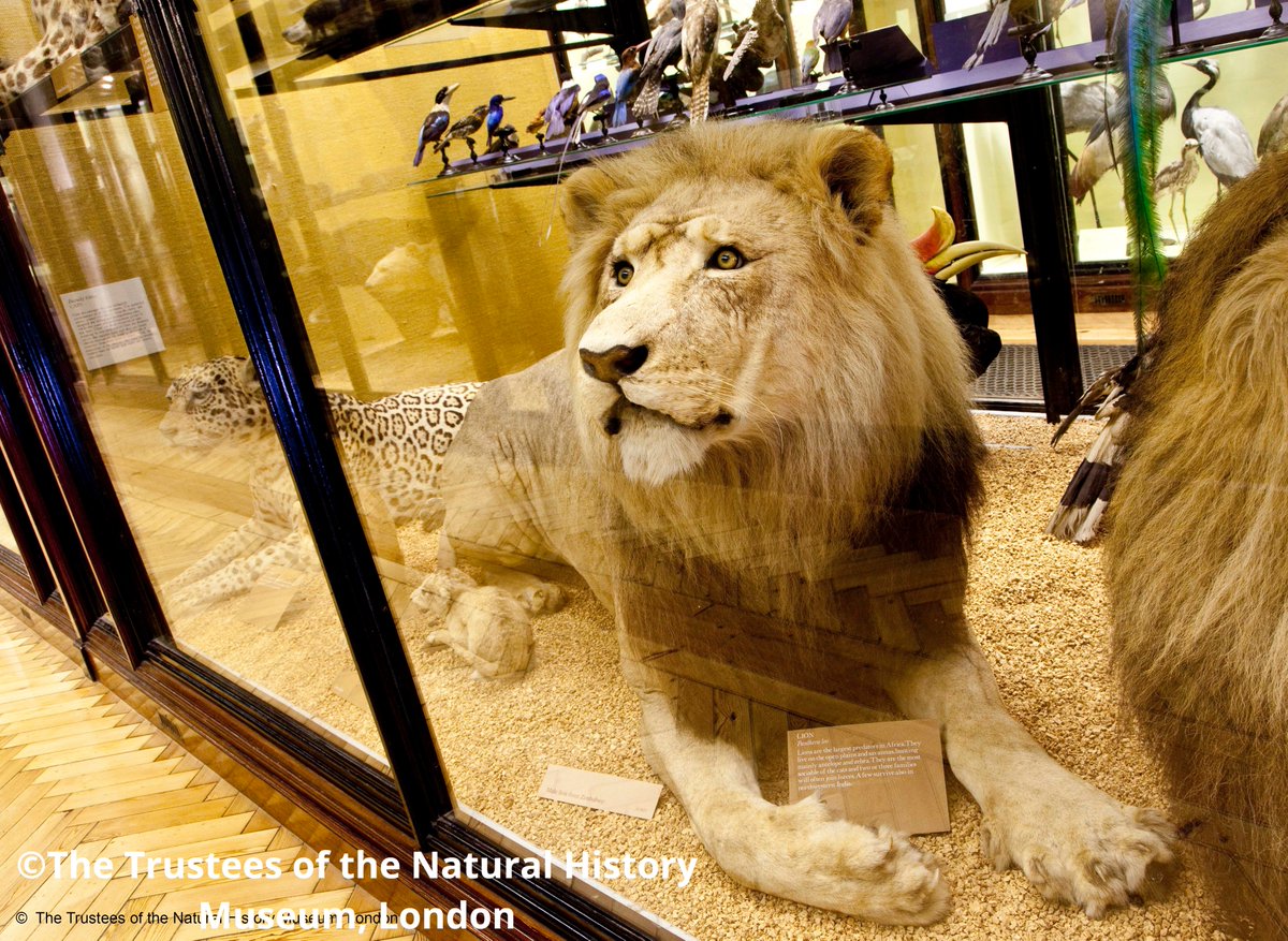 NHM_Tring's tweet photo. "Let me play the lion too" - today is the birthday of #WilliamShakespeare who often used animals to get his point across. He also mentioned animals such as shrews and toads... can you think of any others? #Shakespeare #NHMTring #Animalsinliterature https://t.co/fX12160oiU