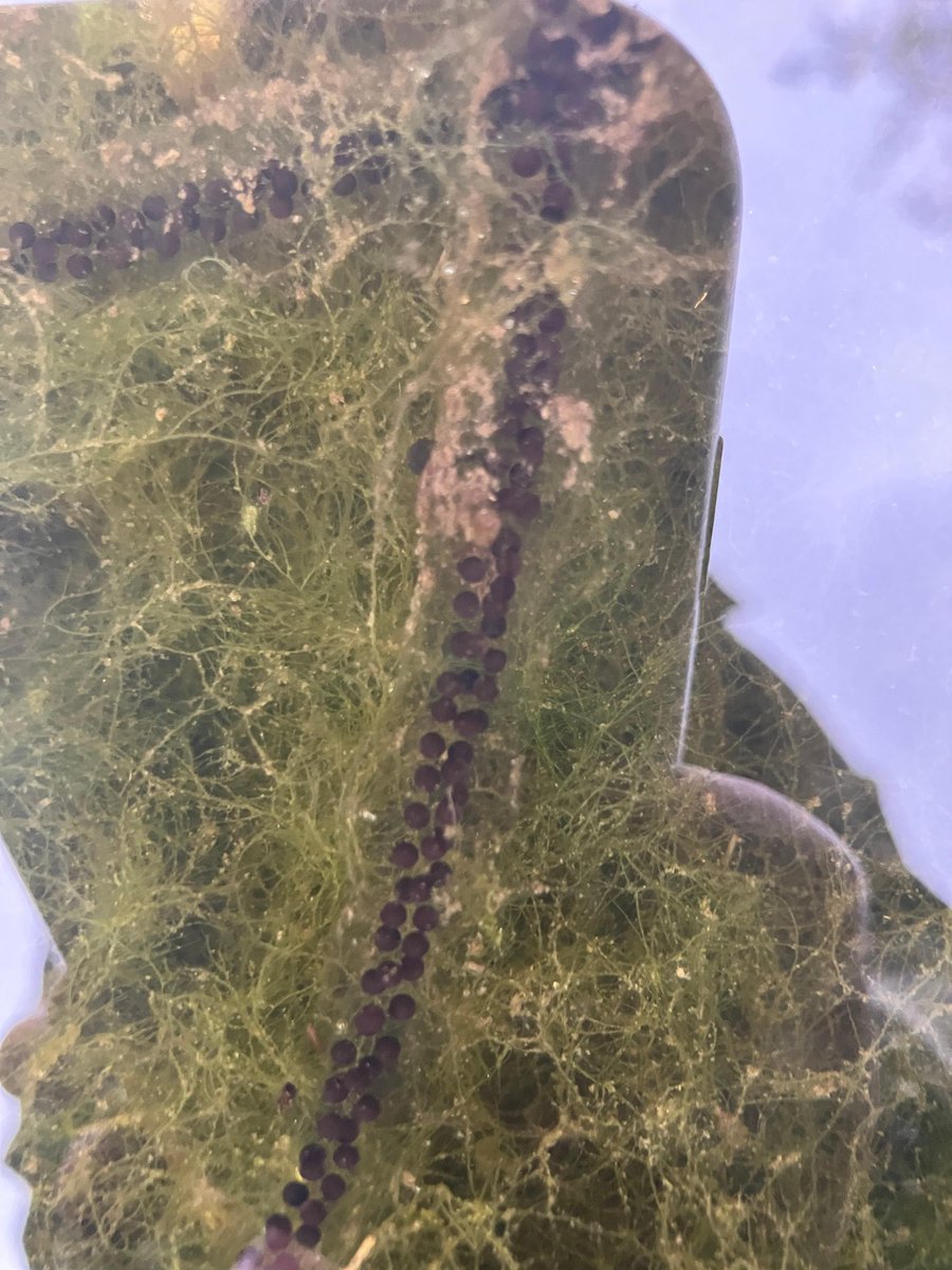 froglifers's tweet photo. Amy, our project manager for #LeapingForwardForDementia recently spotted her first-ever ribbons of #toadspawn at The Rookery Gardens at #StreathamCommon.
We're hoping it stays hidden from any predators so it can hatch into lots of little toadlets!
@sccoopstreatham @Rookery100 https://t.co/eHF23SGgyk